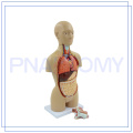PNT-0322 Modelo de torso médico de saúde da seção transversal para hospital
